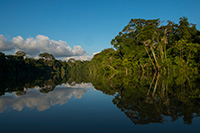 Bruno H. Schubert Preis 2021 - The rainforest along the River Yaguas, Peru.
